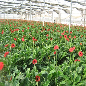 Nursery Farming