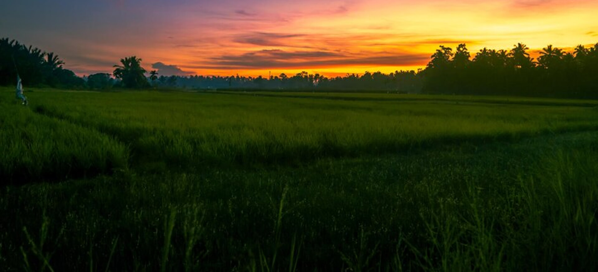 Agriculture Fields